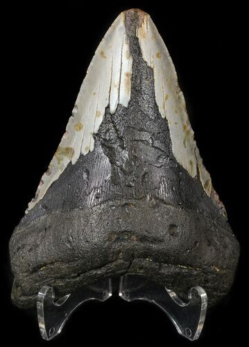 Bargain, Megalodon Tooth - North Carolina #54797